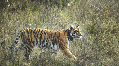 Assamâ€™s Orang replace Kaziranga park