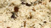 Coconut rice recipe