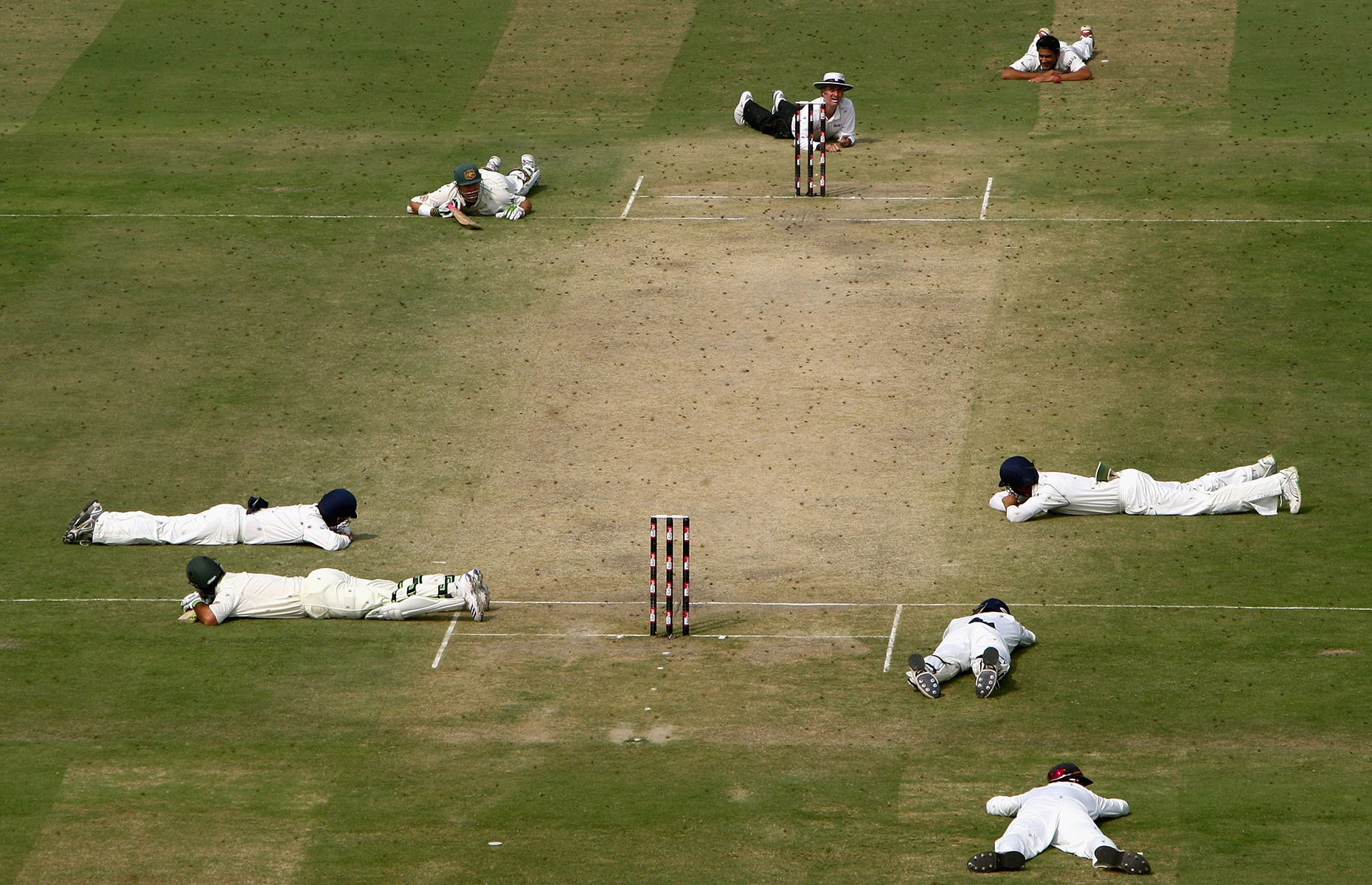 Animals birds invading sports pitches