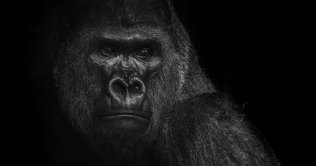 Something Mysterious Is Killing Captive Gorillas