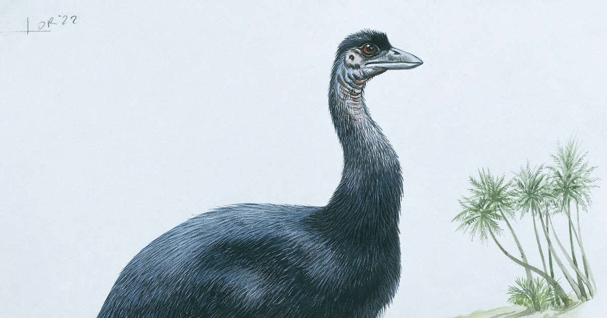 Ending decades of doubt, 'biggest bird' dispute put to nest
