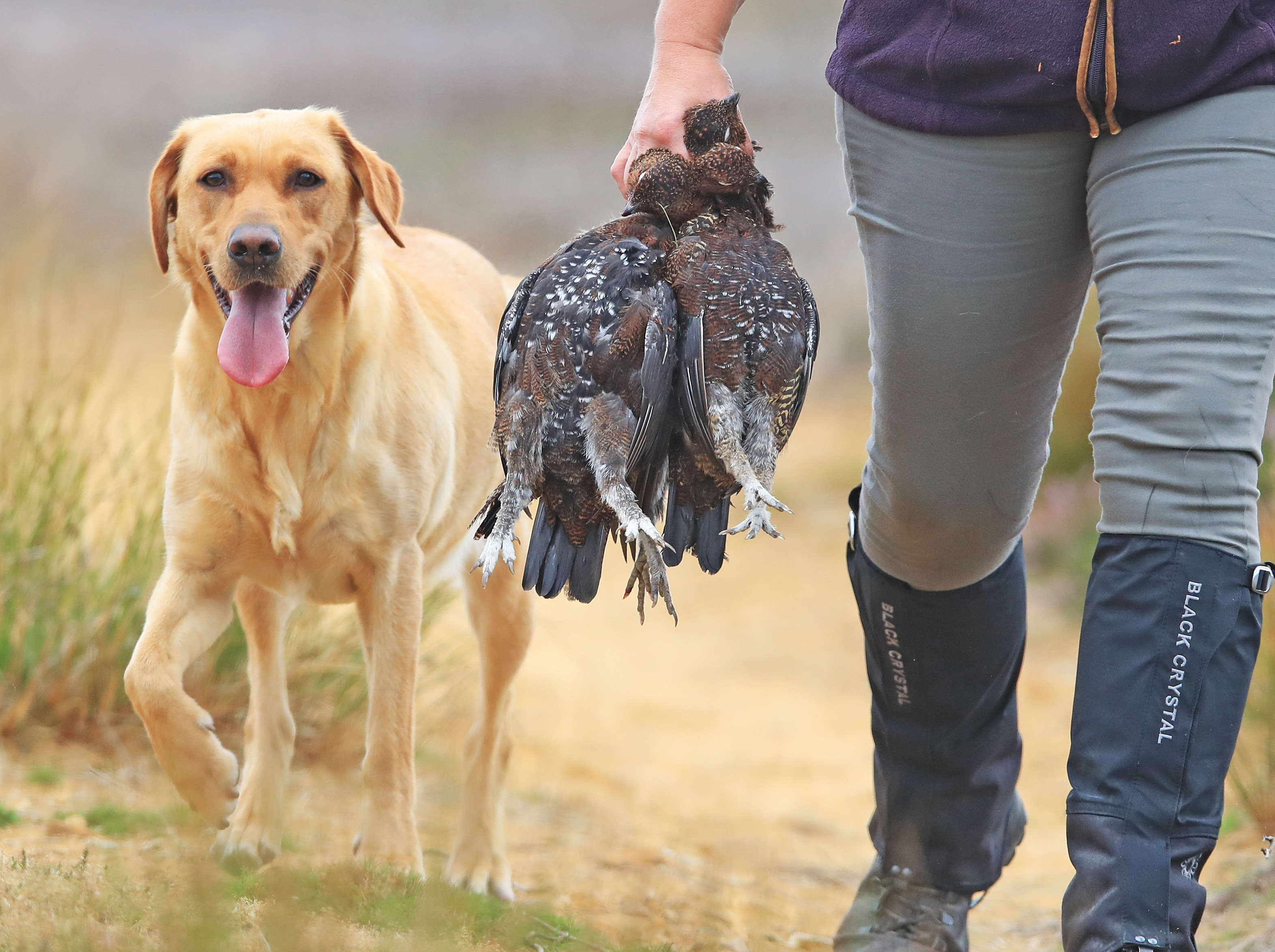 A member of a shooting party holds grouse on Jervaulx moor, North Yorkshire, as the grouse shooting gets underway. (Photo by Owen Humphreys/PA Images via Getty Images)