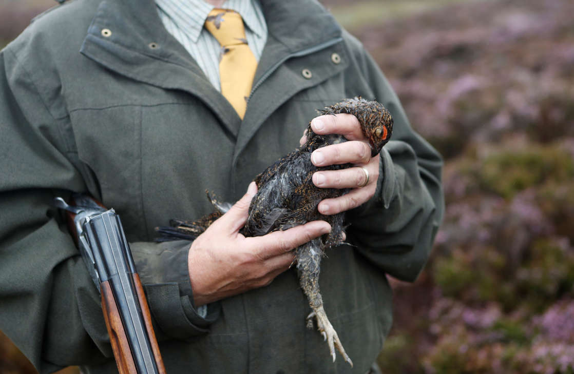 A member of a shooting party on Forneth Moor holds the first grouse shot on the opening day of the grouse shooting season, Scotland, Britain Aug 13, 2018. REUTERS/Russell Cheyne