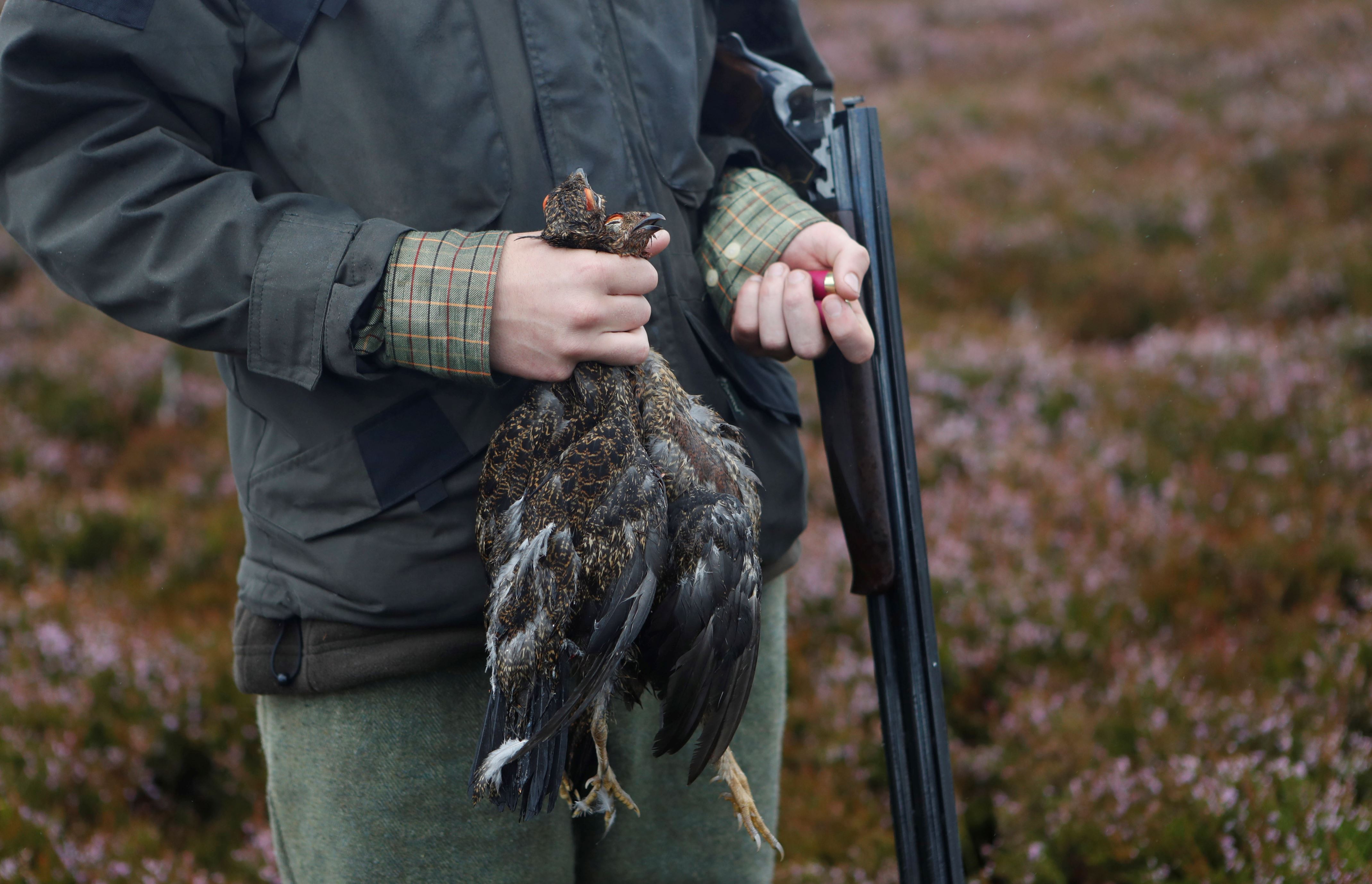 A member of a shooting party on Forneth Moor holds the first grouse shot on the opening day of the grouse shooting season, Scotland, Britain Aug 13, 2018. REUTERS/Russell Cheyne