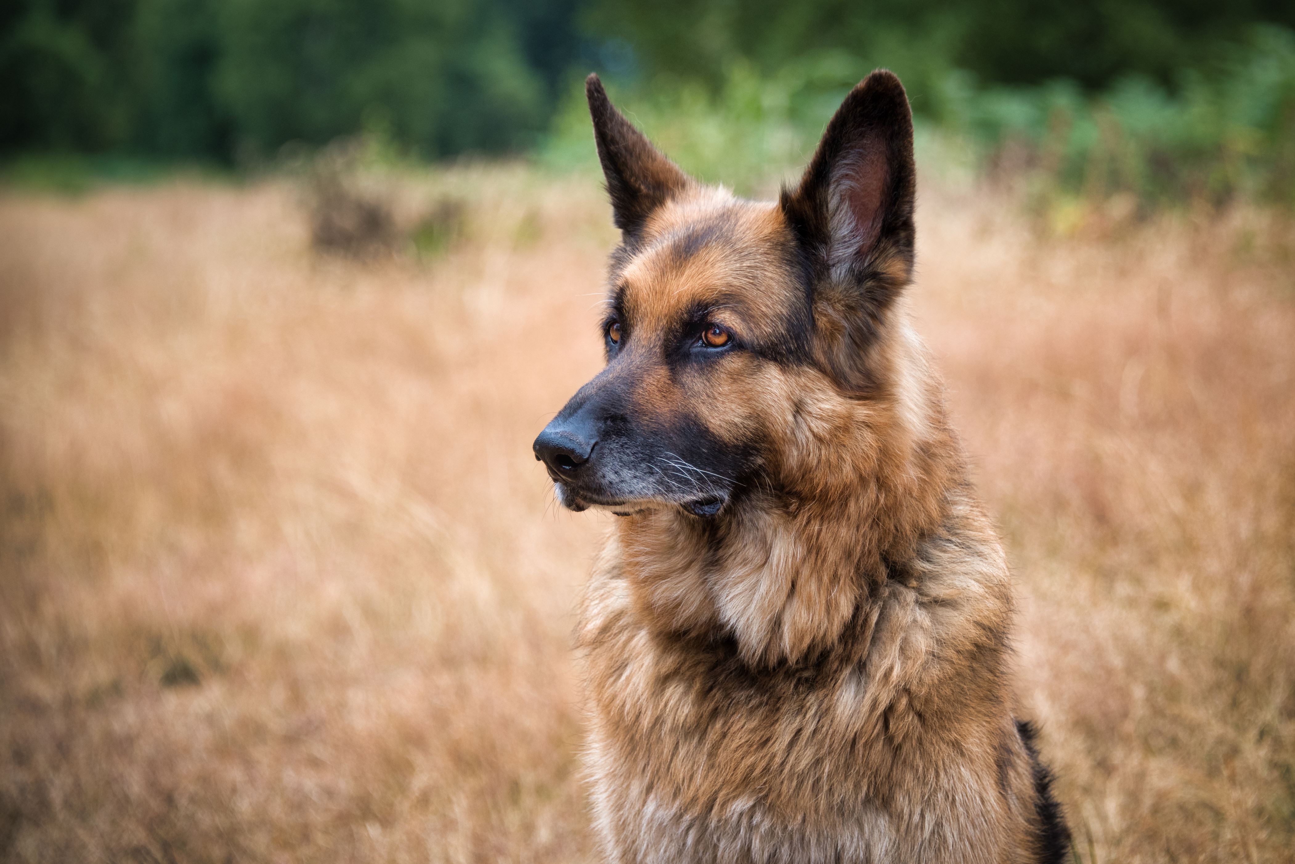 A german shepherd sits on the grass with its ears pointed. It is posing looking slightly left into open text space. A half length profile portrait showing detail in the fur and perfect colors