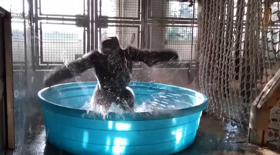 Gorilla dances like a maniac in kiddie pool