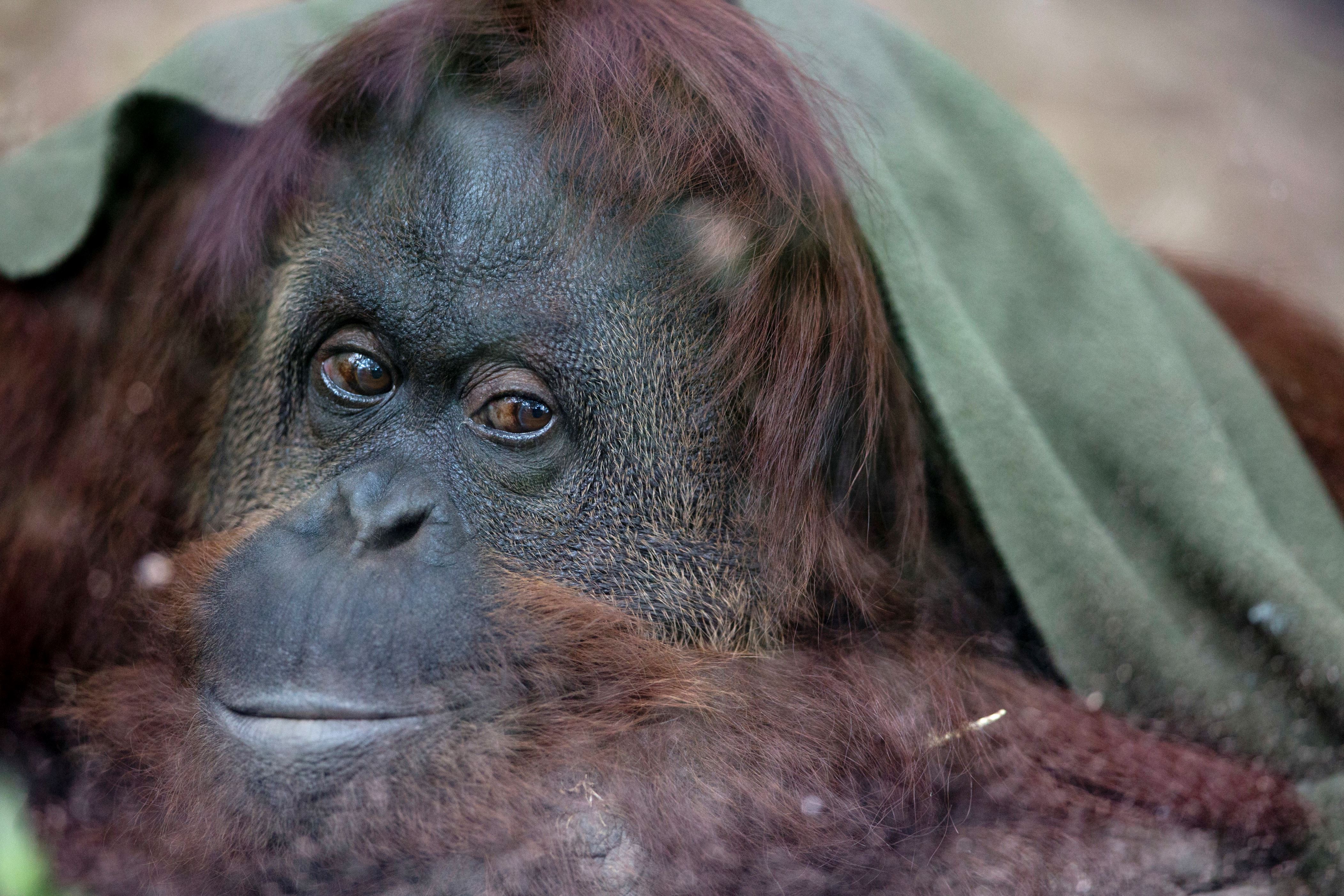 Sandra the orangutan inside her enclosure at the former city zoo now known as "Eco Parque" in Buenos Aires, Argentina