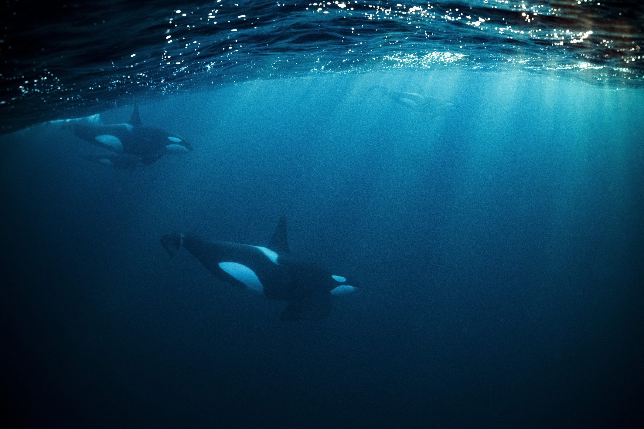 Orcas underwater
