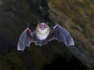 Scientists find new coronavirus in Chinese bats