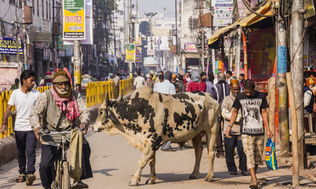 Lysbilde 1 av 57: Det er ute på gata at du vil oppleve indisk kultur på sitt mest levende. Byer og byer er et opprør for sansene, overveldende besøkende til det vakre kontinentet med levende farger, lukter, smaker og lyder.Og gjennom disse ekstraordinære kaotiske scenene er en konstant funksjon: dyr. I India veier kyr, aper og kameler gjennem gatene så casual som mennesker, tuk-tuks og biler gjør.Oppdag fascinerende bilder av Indias bydyr i følgende galleri.