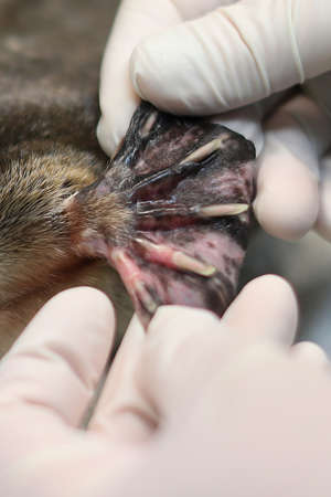 SYDNEY, AUSTRALIA - JUNE 09: A platypus receives a health check at Taronga Zoo on June 09, 2021 in Sydney, Australia. RSPCA NSW has donated $600,000 to fund a new Platypus Rescue and Rehabilitation Centre at Taronga Zoo. While not officially listed as a threatened species, new research suggests the platypus could be on the brink of extinction due to damaged waterways, land clearing and climate change. (Photo by Mark Metcalfe/Getty Images)