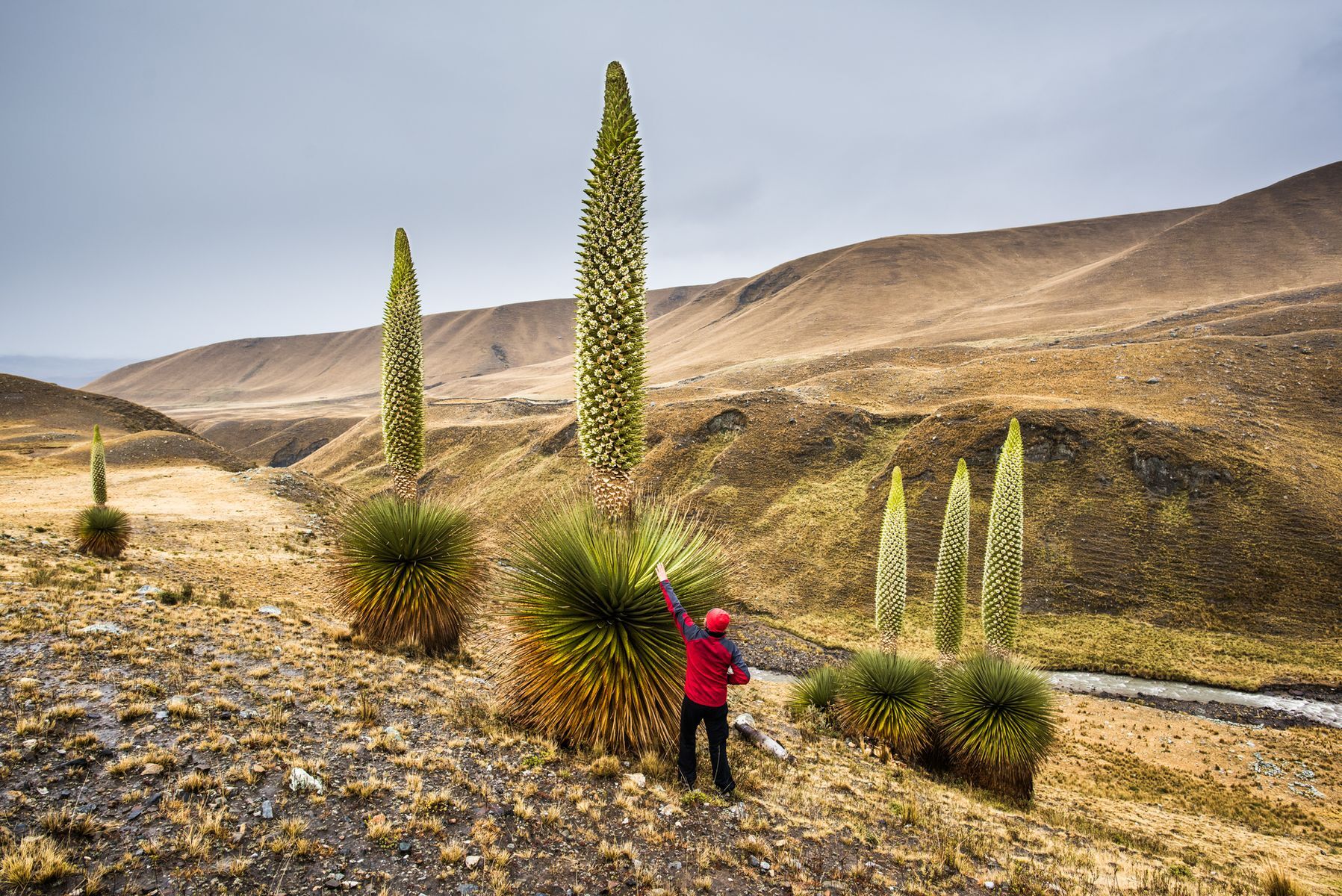 20 Records Mondiaux Tenus Par Des Plantes