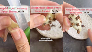TikToker shares garlic hack for deterring mosquitos