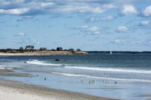 Birds at Goosewing Beach in Rhode Island. (Photo by John Greim/LightRocket/Getty Images)