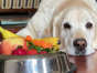 Can my dog eat that? A guide to fruits and vegetables safe for canine consumption.