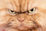 I m Angry Cat Who The Hell Are You 