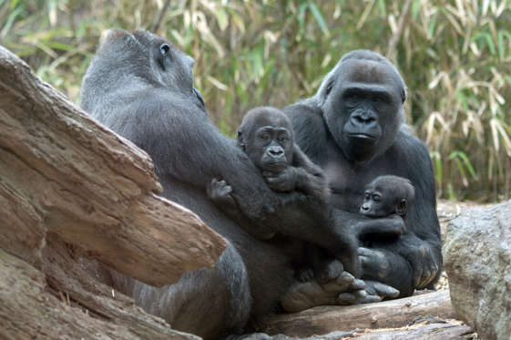 In this April 14, 2015, photo provided by the Wildlife Conservation Society, a pair of infant lowland gorillas sits with their respective mothers at the Congo Gorilla Forest exhibit in New York City’s Bronx Zoo. The zoo is introducing two new baby western lowland gorillas to the public. (Julie Larsen Maher/Wildlife Conservation Society via AP)