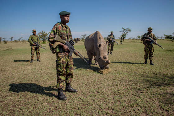 A platoon of armed guards watch over Sudan, one of the last four northern white rhinoceroses brought from a zoo in the Czech Republic in an effort to breed the almost extinct species.