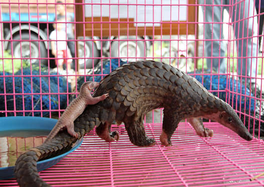 epa02695301 A new born confiscated smuggled baby pangolin with its mother inside a cage during a press conference in Bangkok, Thailand, 20 April 2011. Thai customs seized smuggling 173 pangolins which numbers of them give baby birth during press conference and 130 kilograms of dried snake skins valued 66,000 US dollars or 46,000 euro (2 million baht), customs said. The pangolin listed as endangered species in CITES (Convention on International Trade in Endangered Species).  q - photographed: April 20, 2011
