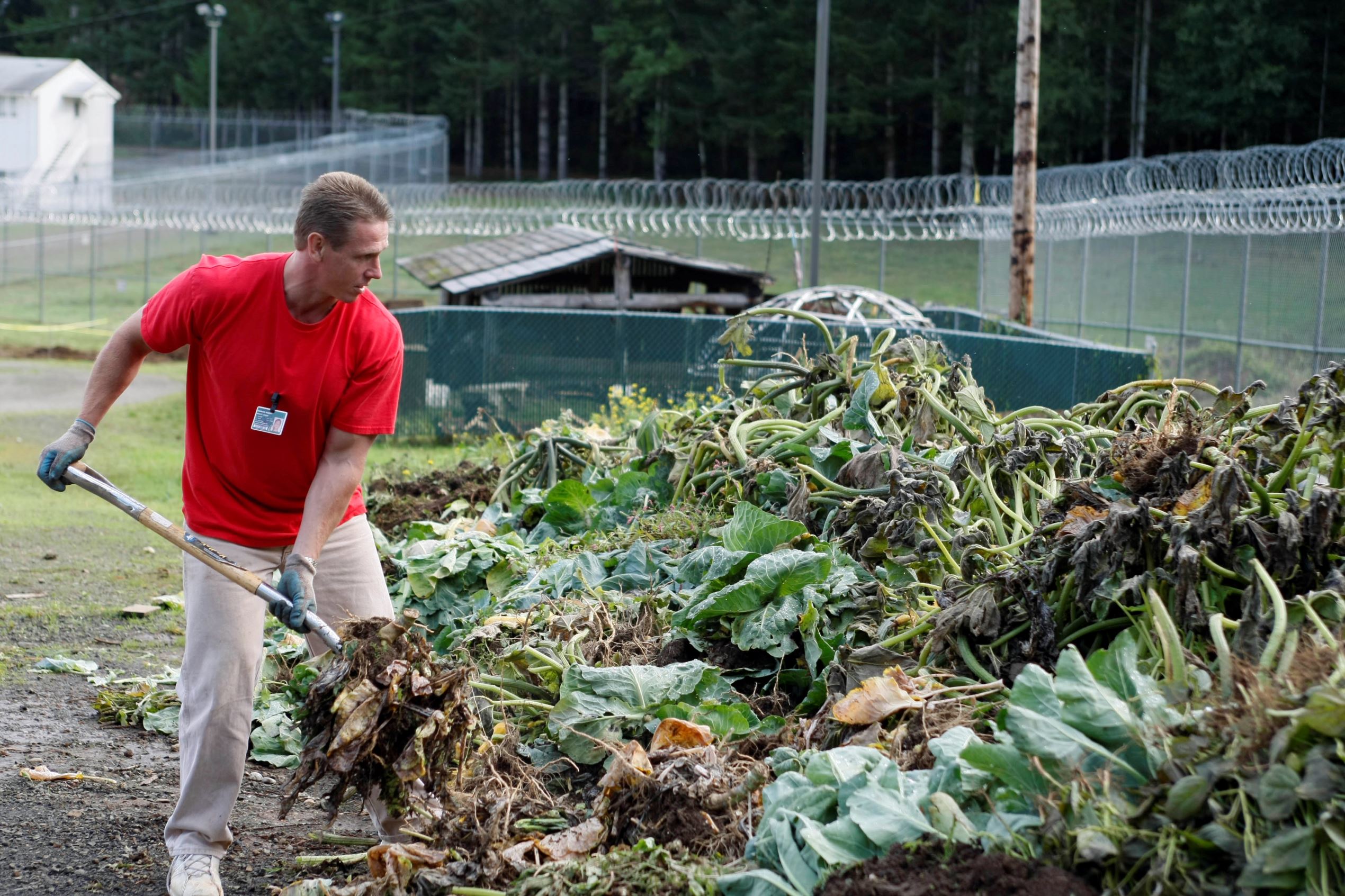 Inmate Robert Knowles pitches plant stalks into a compost pile at the Cedar Creek Corrections Center in rural southwest, Wash. on Friday, Oct. 17, 2008. The minimum-security prison has adopted many environmental and cost saving practices