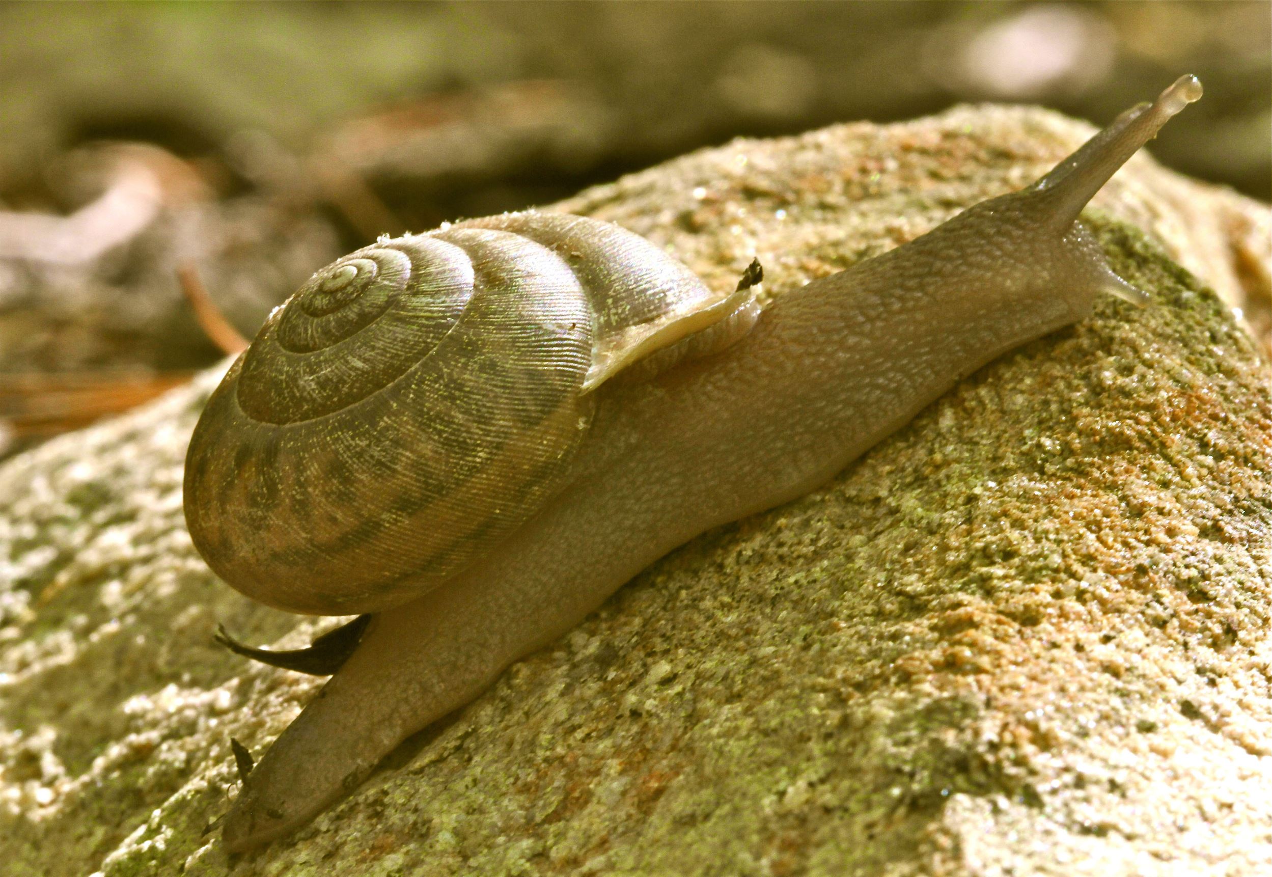 This April 27, 2012 photo shows a snail on the property of a private residence in New Market, Va. Snails are more adapted to dry climates than slugs, because of their ability to find relief from the heat by withdrawing into their shells. Making your yard less hospitable to destructive snails and slugs is generally more effective than using chemicals.