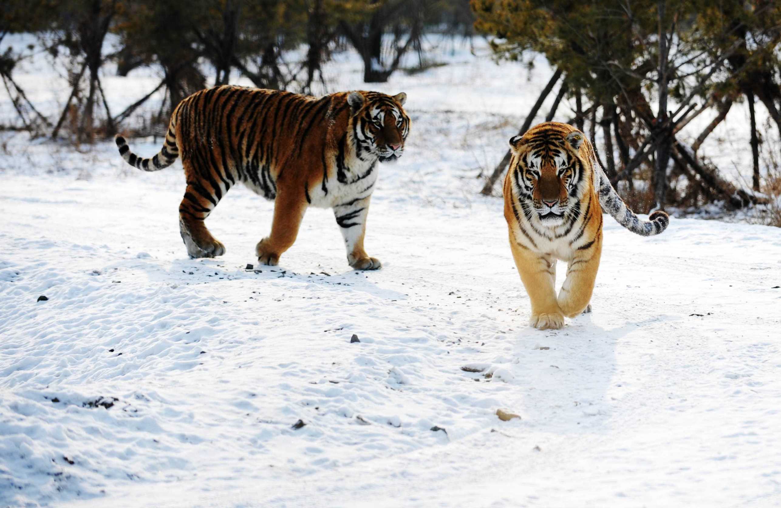 What should know about tigers