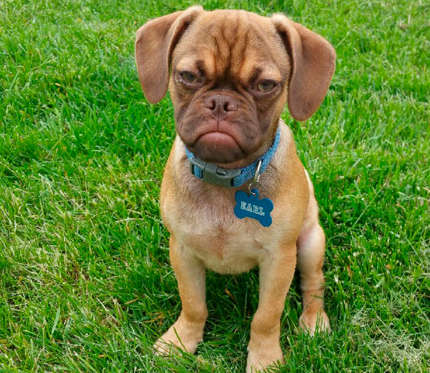 ‘Grumpy Dog’ faz sucesso na internet