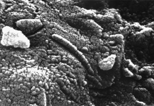 Photomicrograph Of Martian Meteorite Alh84001, An Elongated Structure Resembling A Fossil Microorganism (Centre), Revealed In A Photomicrograph Of A Sample Of The Martian Meteorite Alh84001, The Finding Has Been Used In Support Of A Controversial Suggesti
