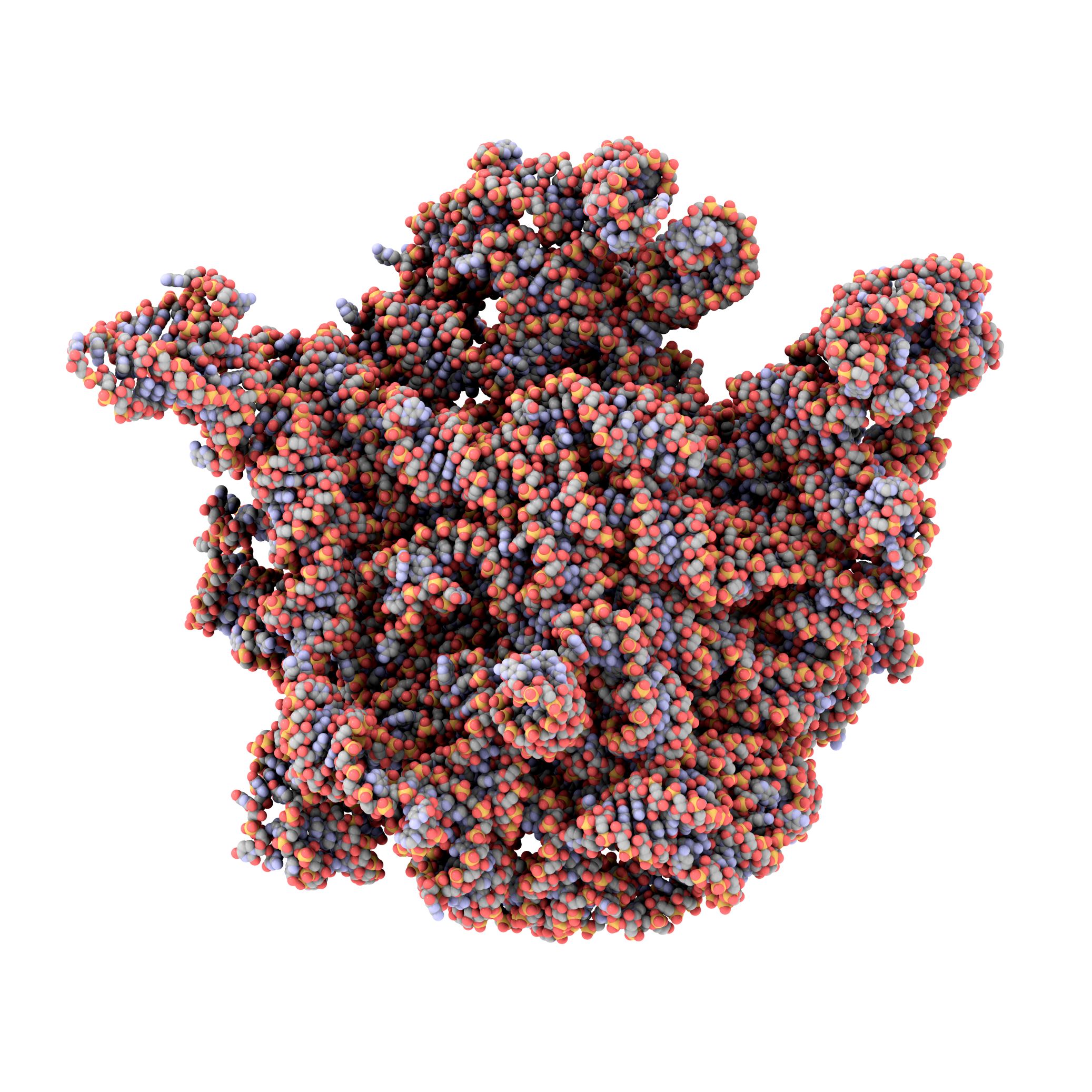Bacterial ribosome 1ond; ribosome from extrempohile bacteria Deinococcus radiodurans- serves as basis for ribosome-antibiotic interactions (antibiotics not shown)