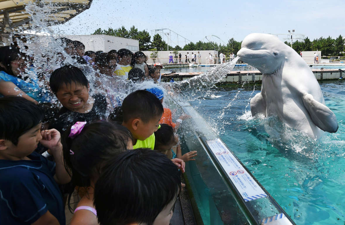 A beluga whale sprays water towards visitors during a summer attraction at the Hakkeijima Sea Paradise aquarium in Yokohama, suburban Tokyo on July 20, 2015. Tokyo's temperature climbed over 34 degree Celsius on July 20, one day after the end of the rainy season.