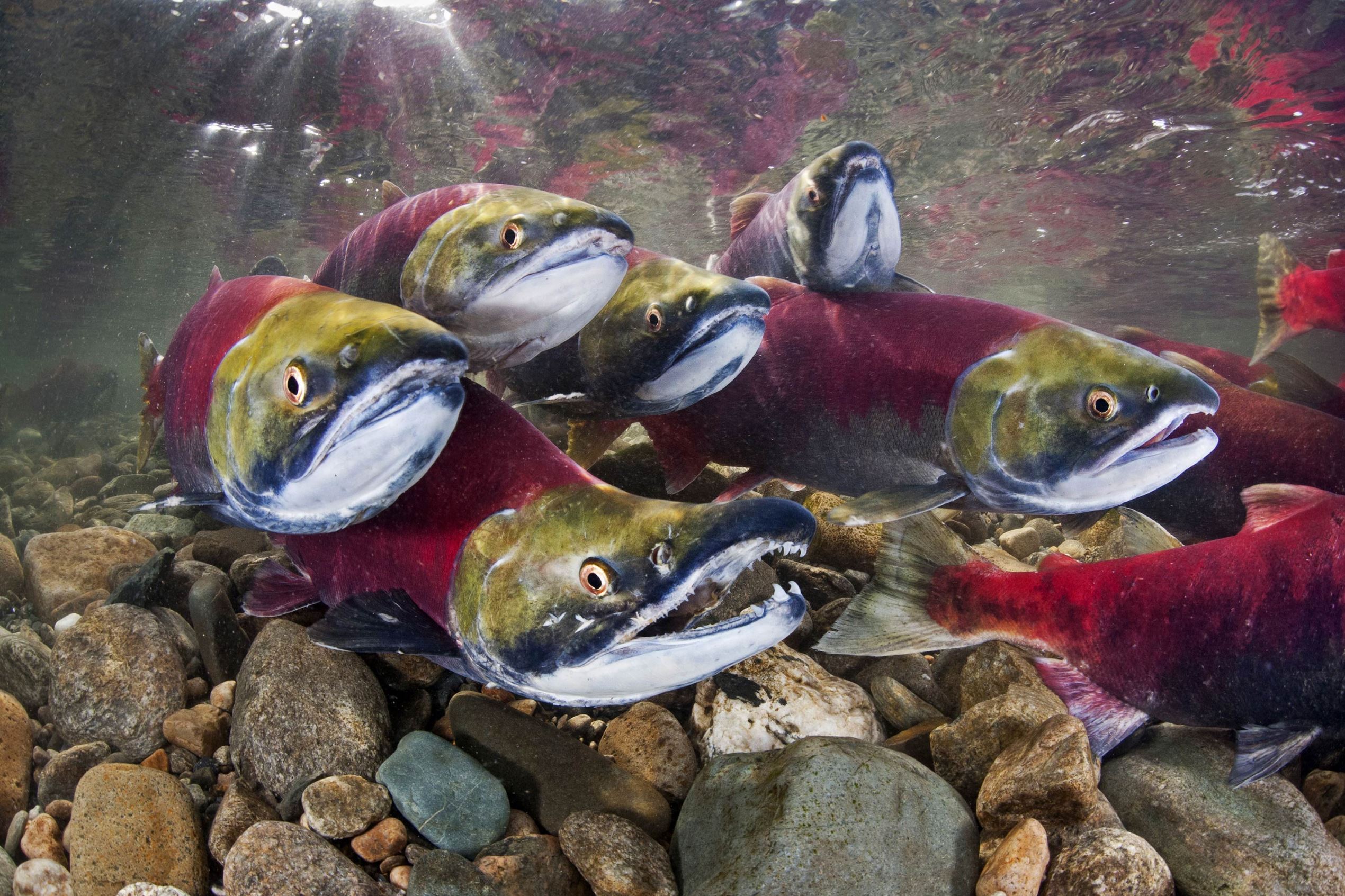 Sockeye salmon battle their way upstream as part of their annual migration.