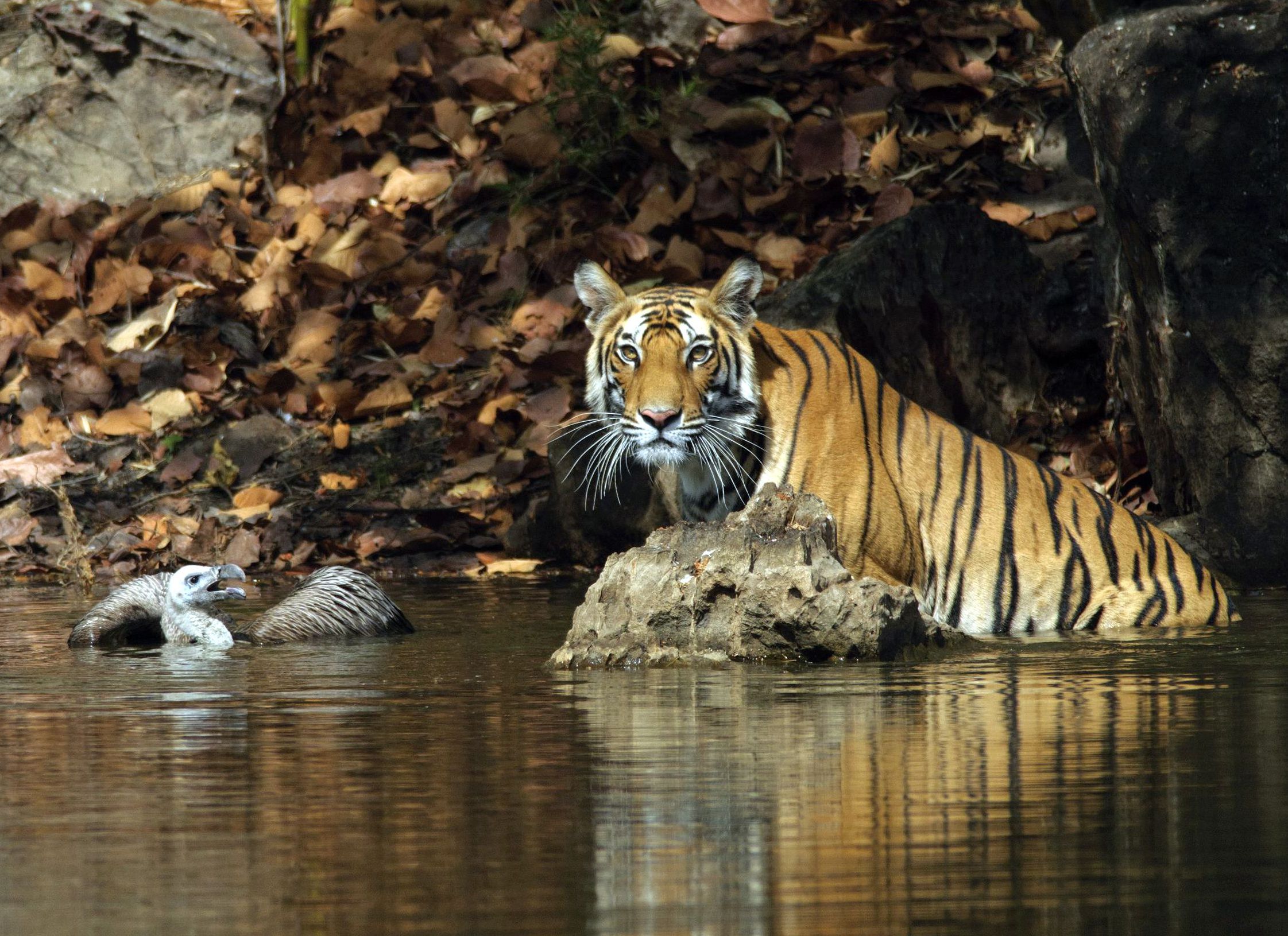 Things k**w about tigers
