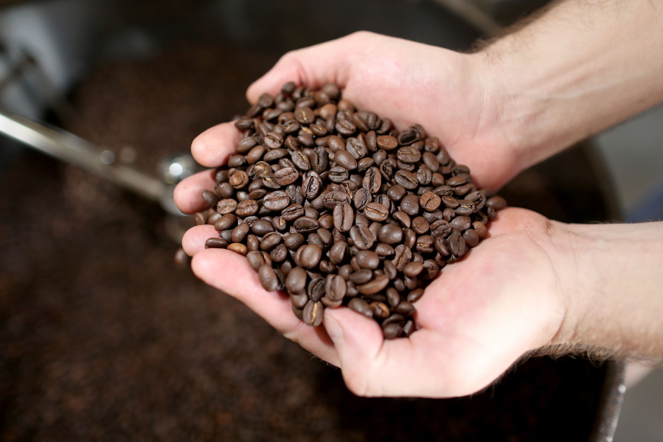 MARGATE, FL - MARCH 10: Robert A. Spuck Jr., director of manufacturing, shows off freshly roasted coffee beans as he produces the Miami Beach blend of coffee at the Kana Coffee Roasters on March 10, 2015 in Margate, Florida. A panel of government-appointed scientists at the Dietary Guidelines Advisory Committee charged with proposing changes to U.S. dietary guidelines announced recently that three to five cups of coffee daily do not have long-term health risks, and help reduce the risk for heart disease and type 2 diabetes.