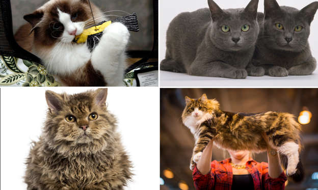 Slide 1 of 21: 20 of the most expensive cat breeds