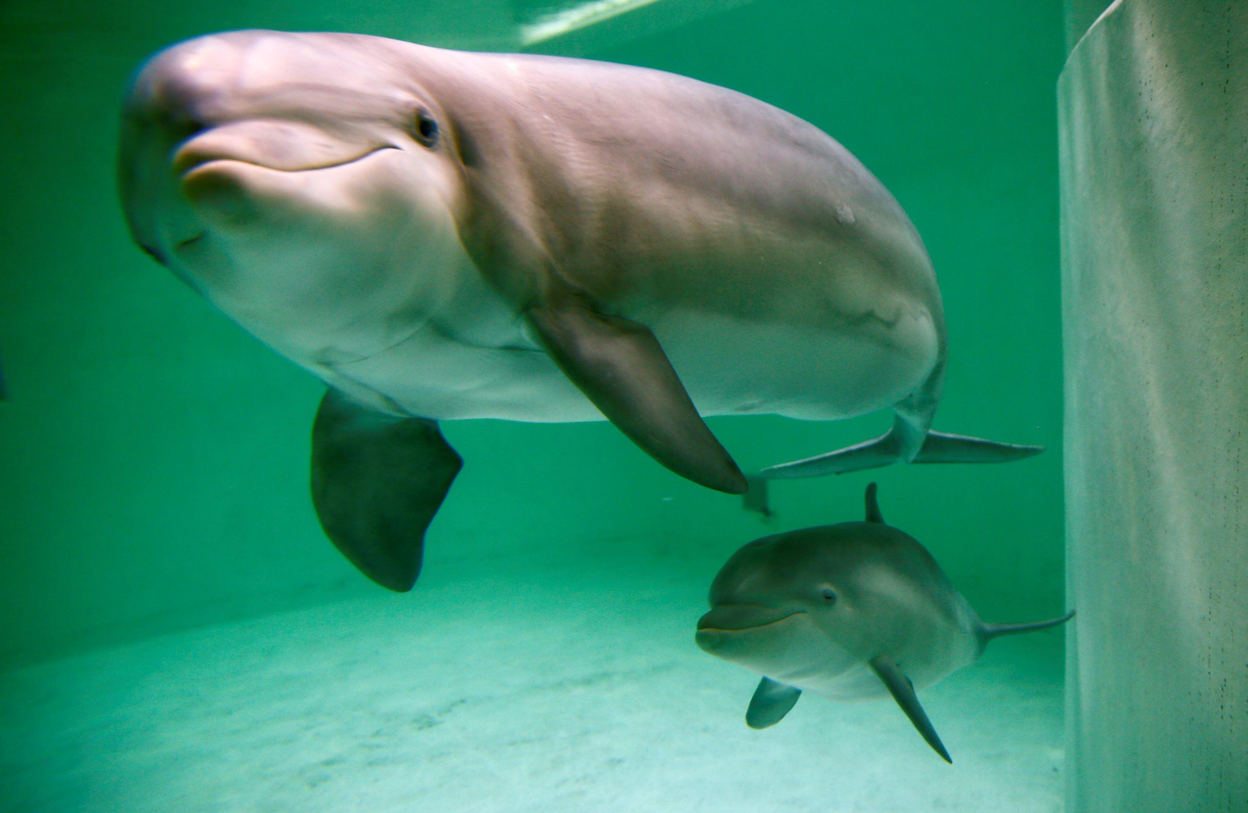 Dolphin