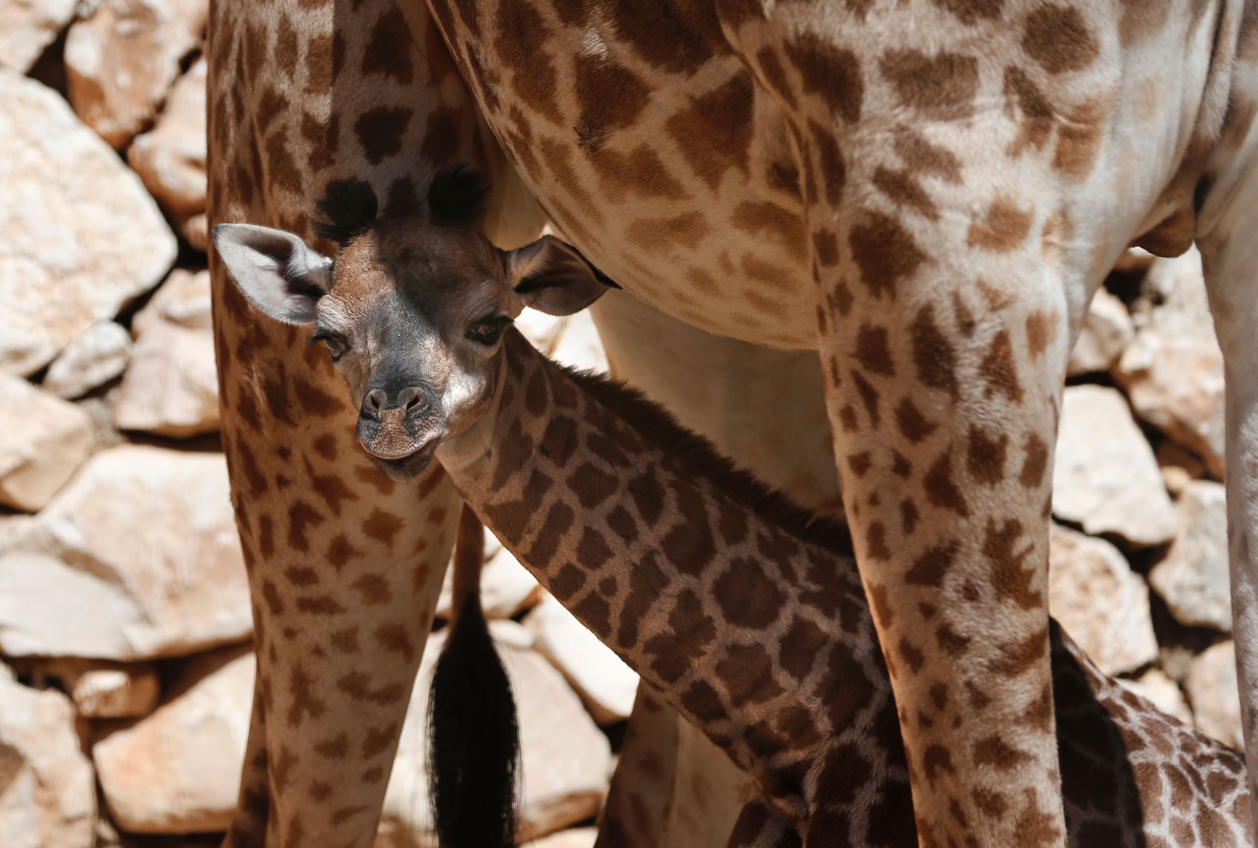 Giraffe