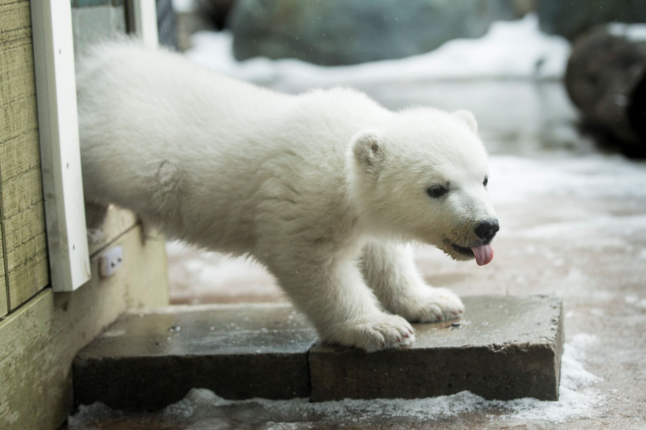 Polar bear