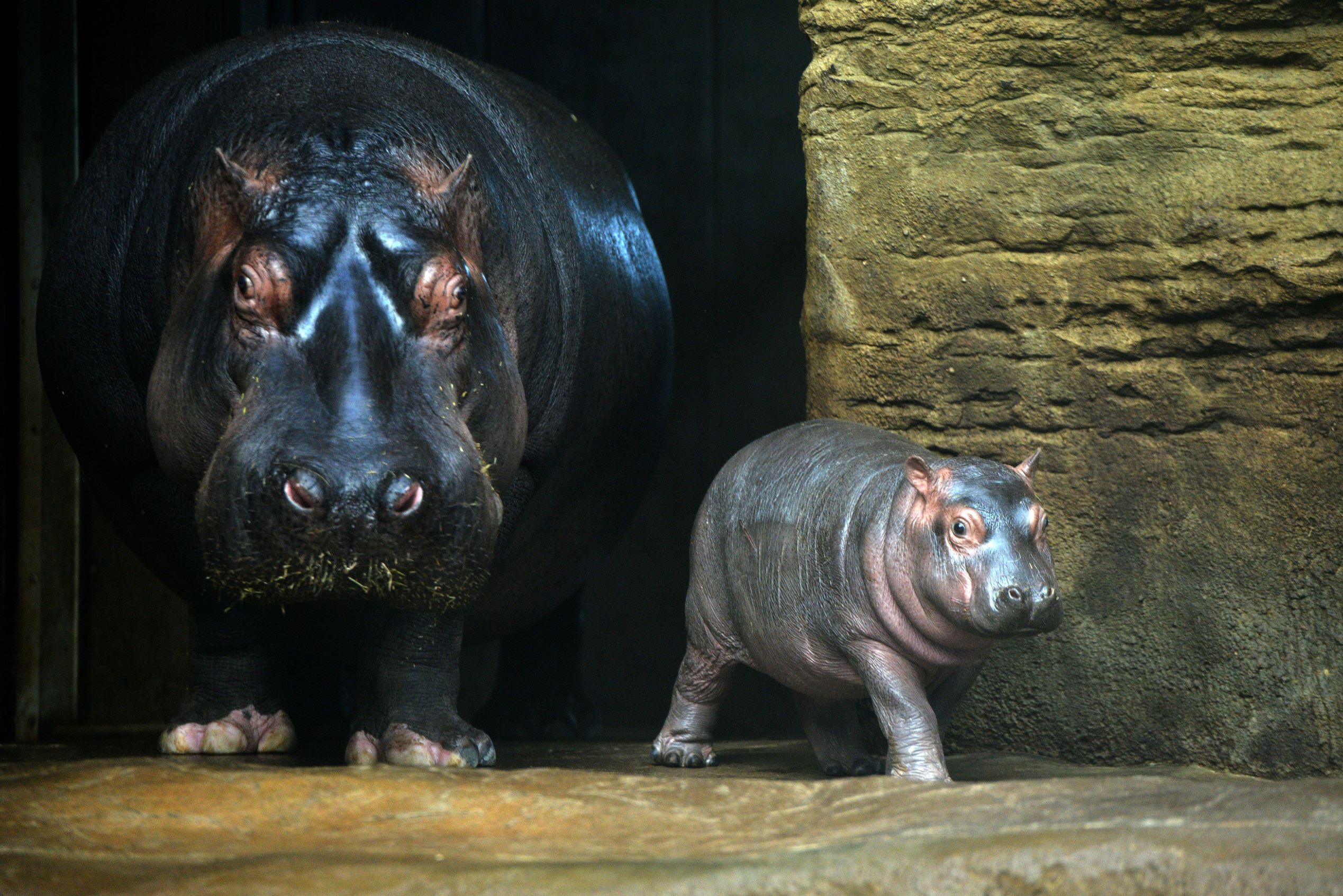 Hippopotamus