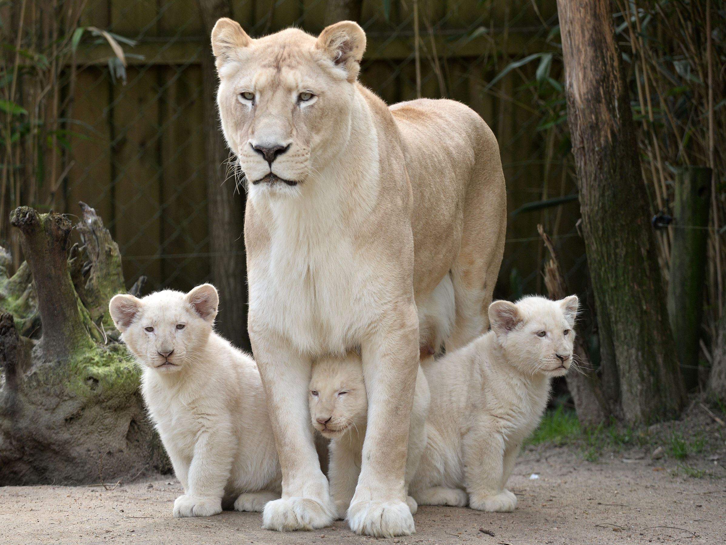 While lion