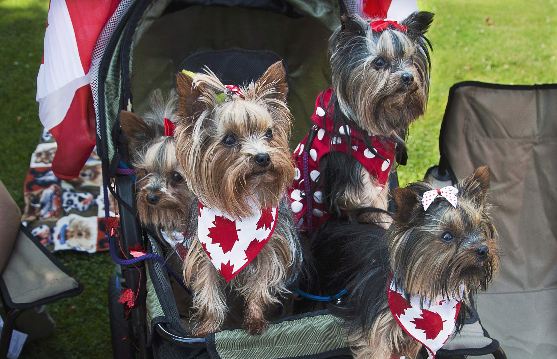 Celebrating Canada photos