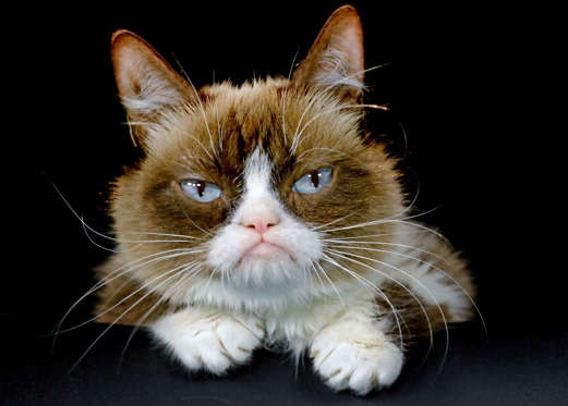 This Dec. 1, 2015 photo shows Grumpy Cat posing for a photo during an interview at the Associated Press in Los Angeles. Animals can melt the human heart, tickle the funny bone or bring us to tears. There is no end to the number of online animals - from Y
