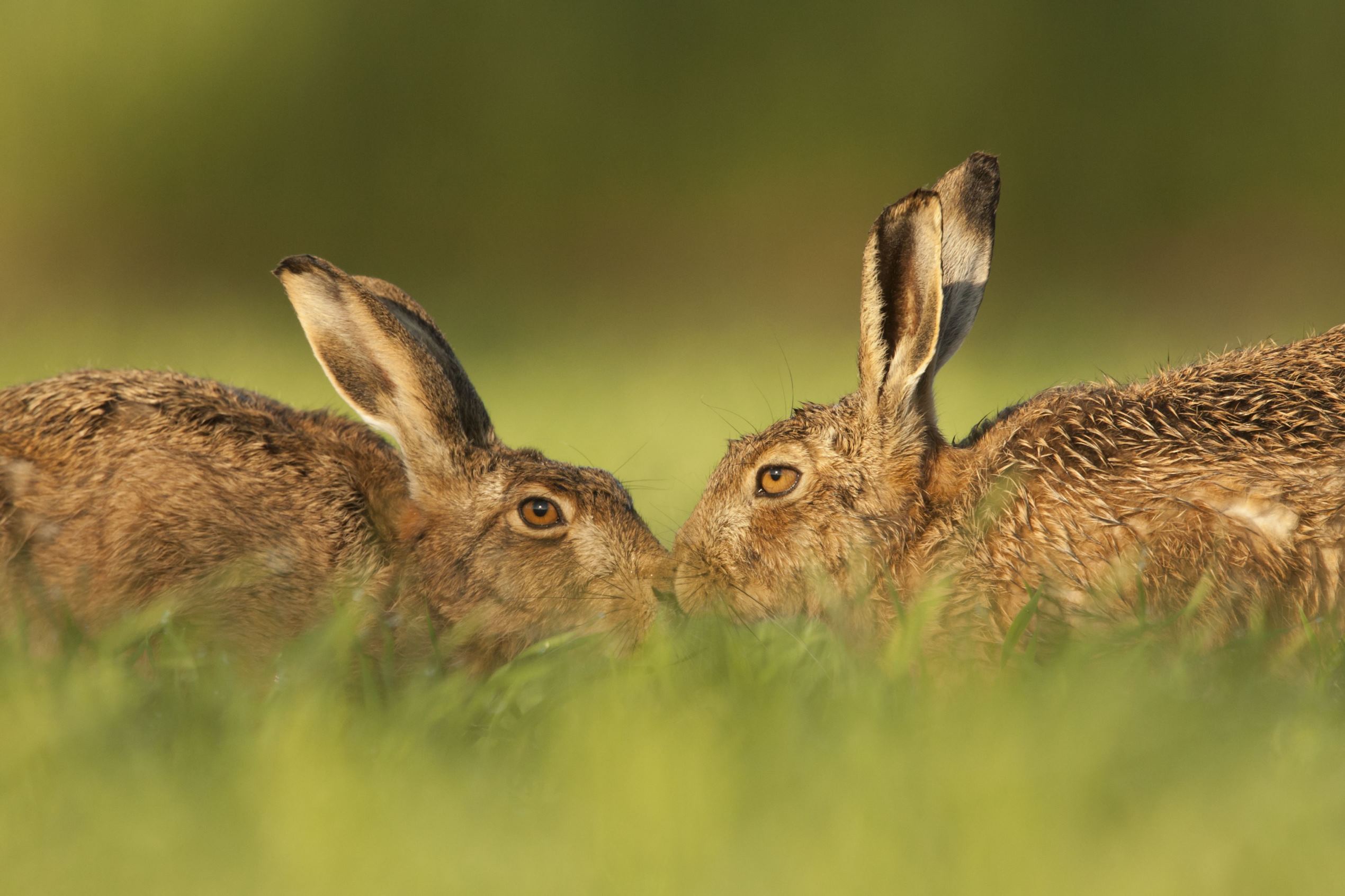 Nature European Hare (Lepus europaeus) adult pair, touching noses, standing in field margin, Norfolk, England, May