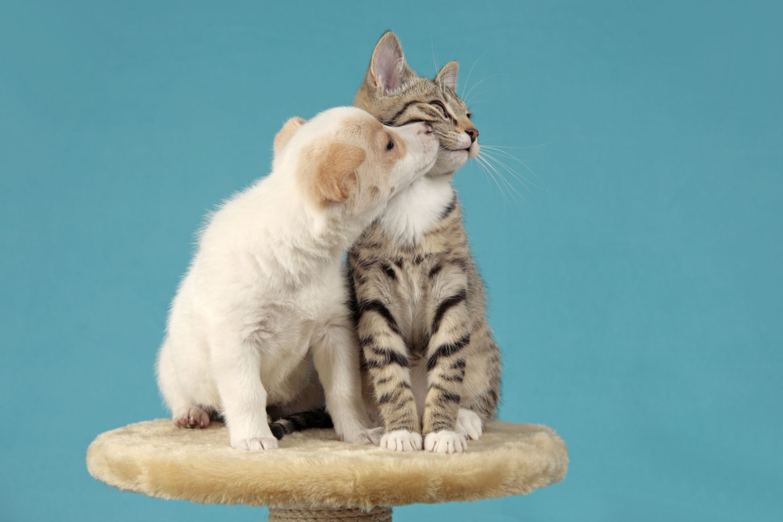 VARIOUS A pup kissing a kitten