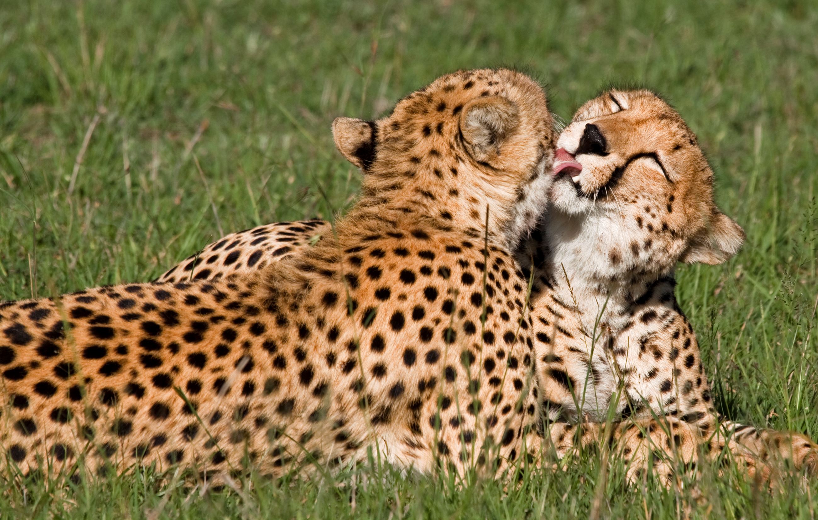 'Pair of cheetah grooming each other aa Masai Mara national park, Kenya'