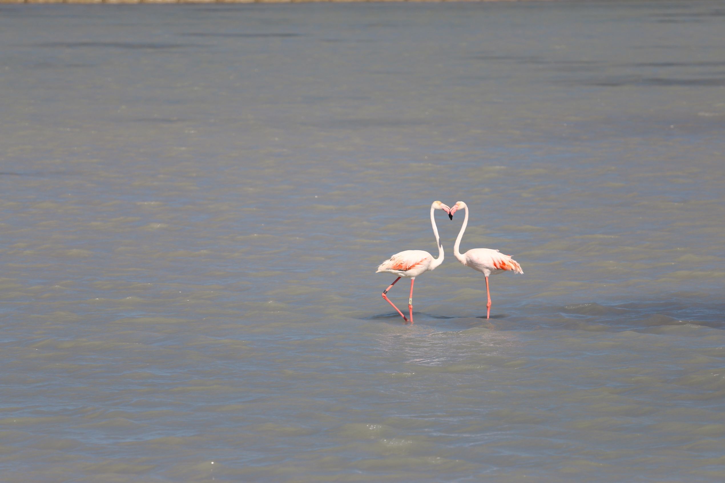 Flamingos Kissing In Lake