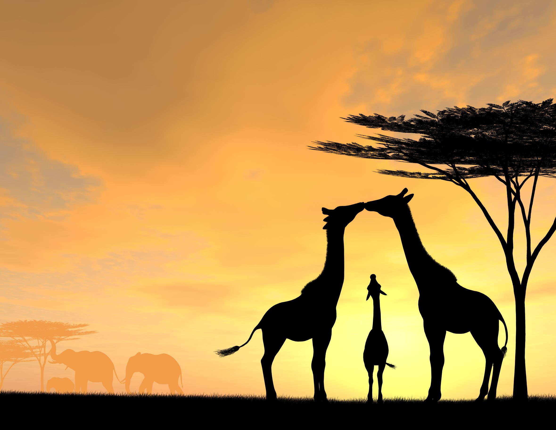 Giraffe Family Parents Kiss While Baby Looks up at sunset by an acacia tree with elephants in the background. Size: about 24 mega pixels