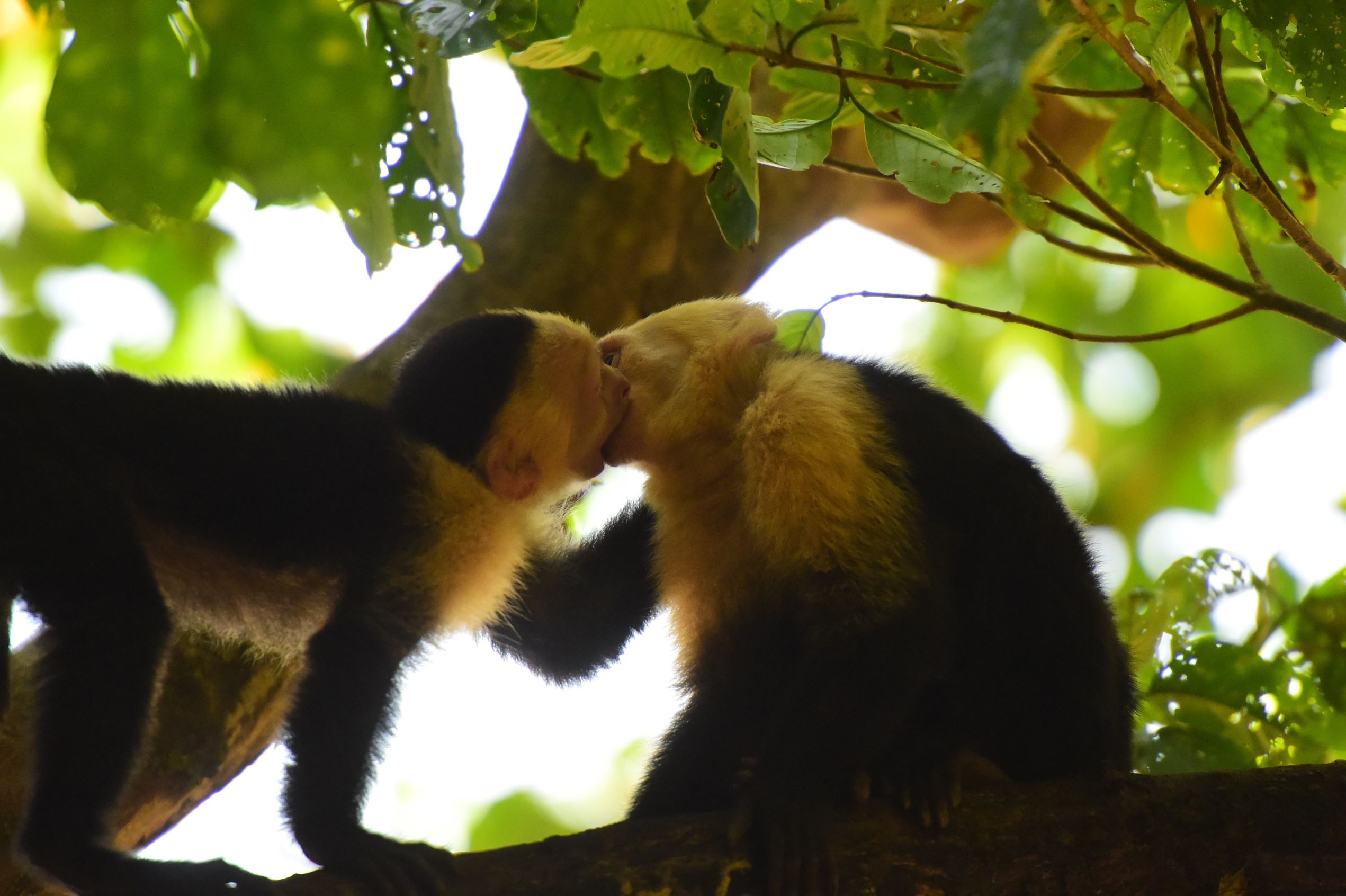 Kissing Cebus Monkey