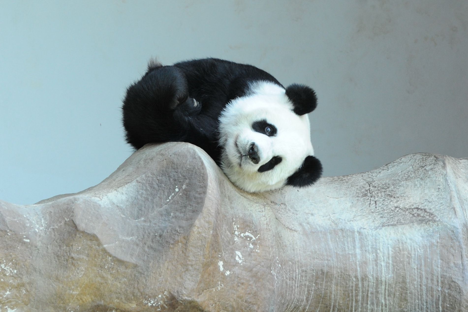 pictures pandas that'll make your
