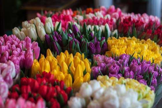 <p>C’est peu connu, mais la plupart des fleurs que l’on achète chez le fleuriste ne proviennent pas du Québec. Les tulipes, par exemple, arrivent ici par avion des Pays-Bas. Si on ne trouve pas de solution de rechange au carburant à base de pétrole pour faire voler les avions, un bouquet de tulipes pourrait donc passer de 20 $ à 100 $.</p>