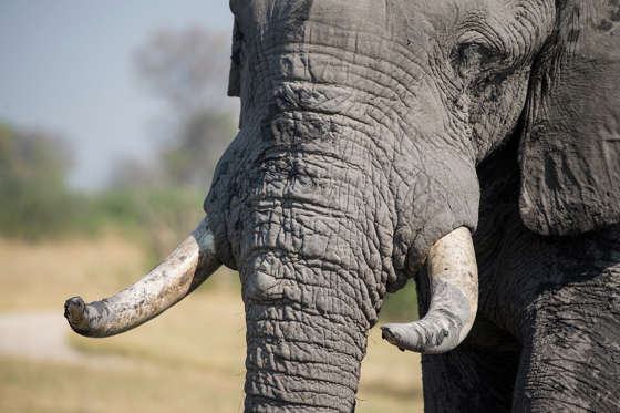 <p>Deux scénarios sont possibles d’ici 2066 : les éléphants disparaîtront à cause des braconniers et du changement climatique ou une meilleure protection de ces animaux en empêchera réellement la chasse. Dans les deux cas, plus aucun objet en ivoire ne devrait être produit. Donc un jeu d’échecs en ivoire, qui coûte déjà bien cher aujourd’hui, pourrait, dans 50 ans, coûter jusqu’à 2 000 $.</p>